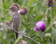 House Finch 4487